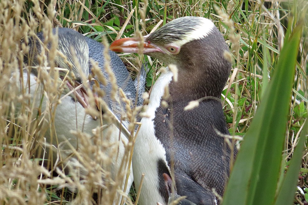 Gelbaugenpinguin bei seinen Jungen